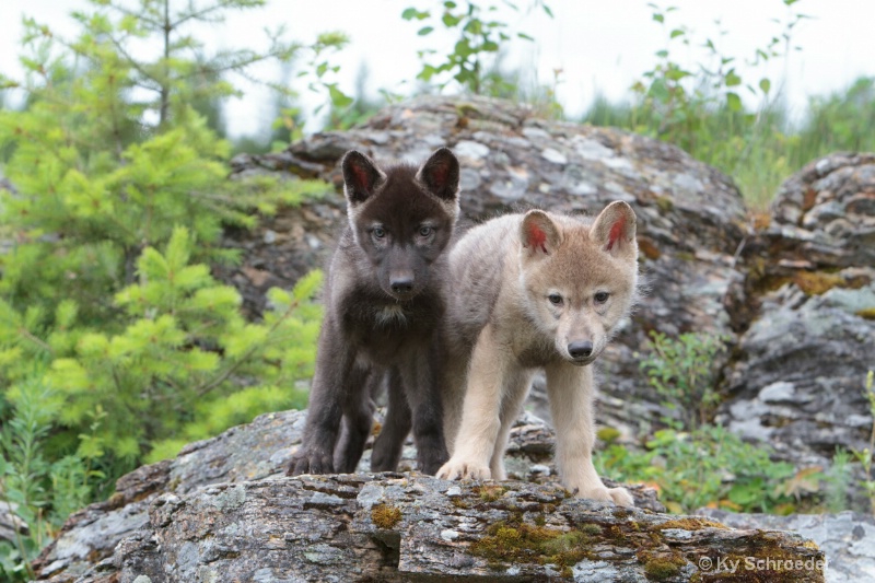 wolf pups untouched