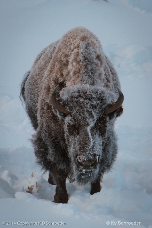 bison 5