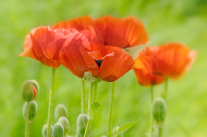 Poppies