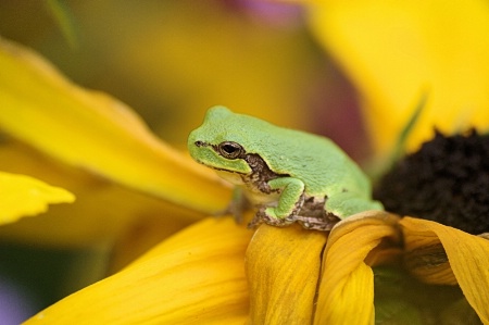 Green Frog 2014