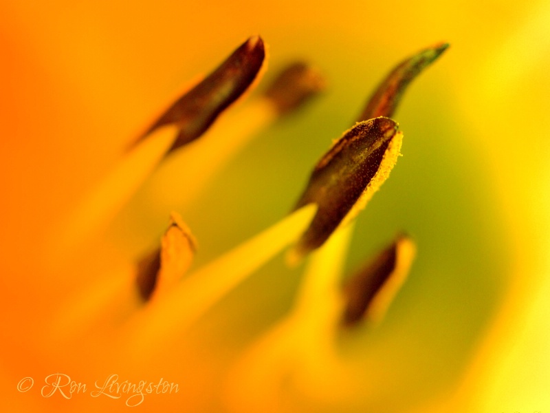 Sunfilled Stamen