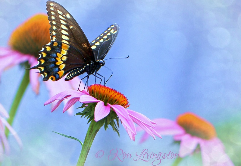 Black Tiger Swallowtail 