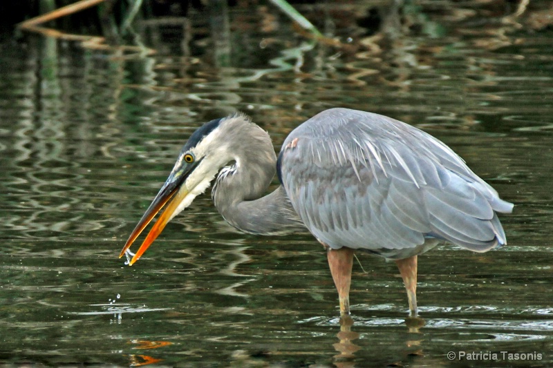 Heron sipping water