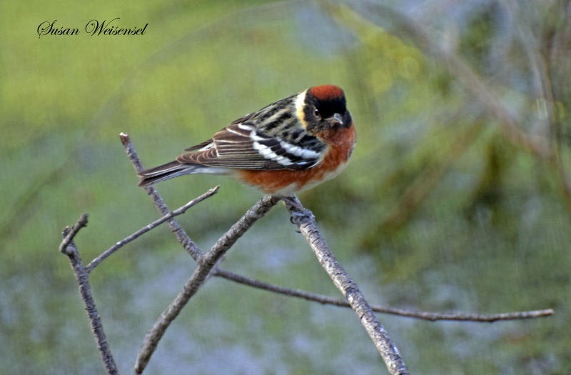 Bay-Breasted Warbler