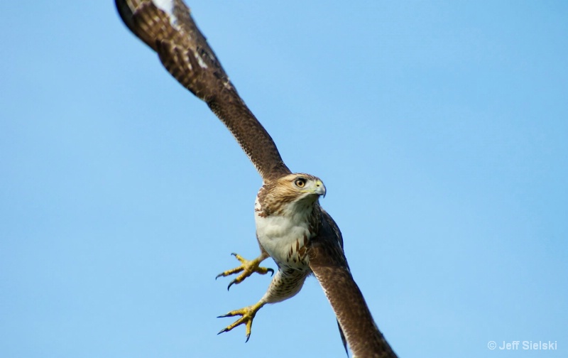 Hawk in Flight 