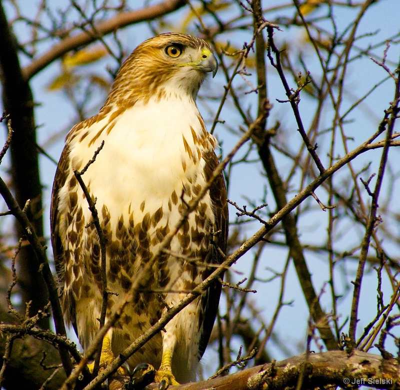 Observing-- Hawk in Tree