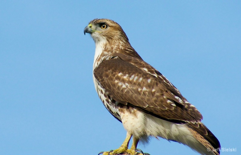 A Watchful Eye, Hawk 