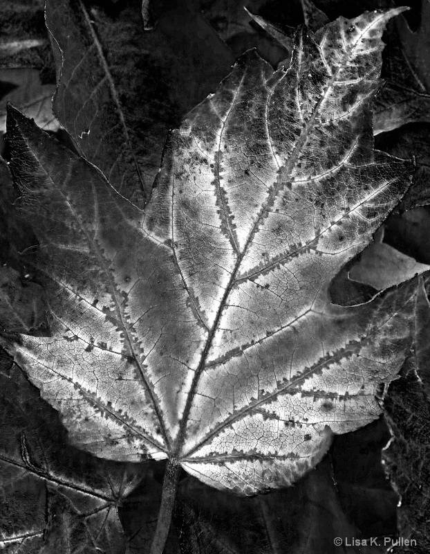 Among Leaves