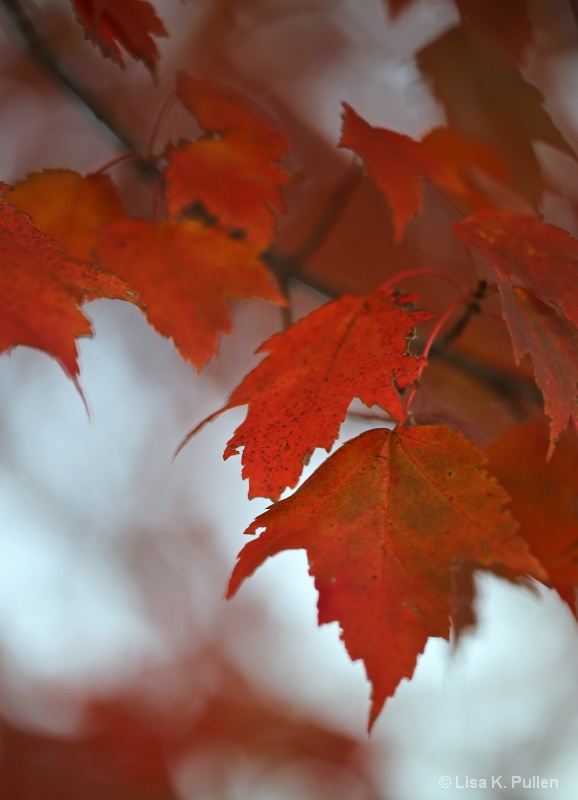 Red Leaves