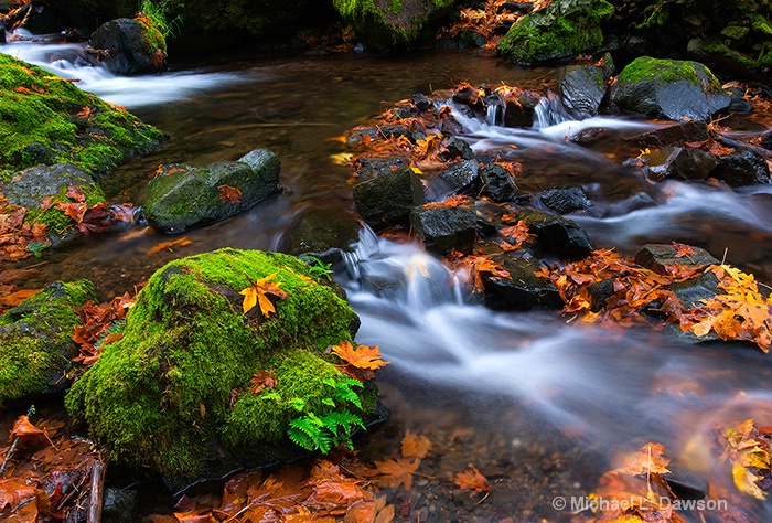 Autumn Leaves Scattered