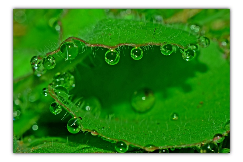 The morning Dew