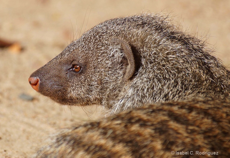 Banded Mongoose (C)