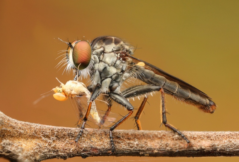 Robberfly And Mayfly