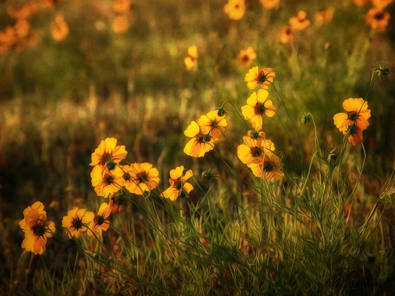 Prairie Glow