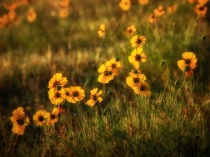 January 2015 Photo Contest 2nd Place Prize Winner