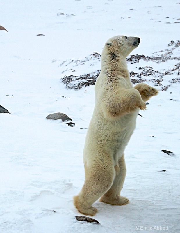 Young Polar Bear - ID: 14742726 © Emile Abbott