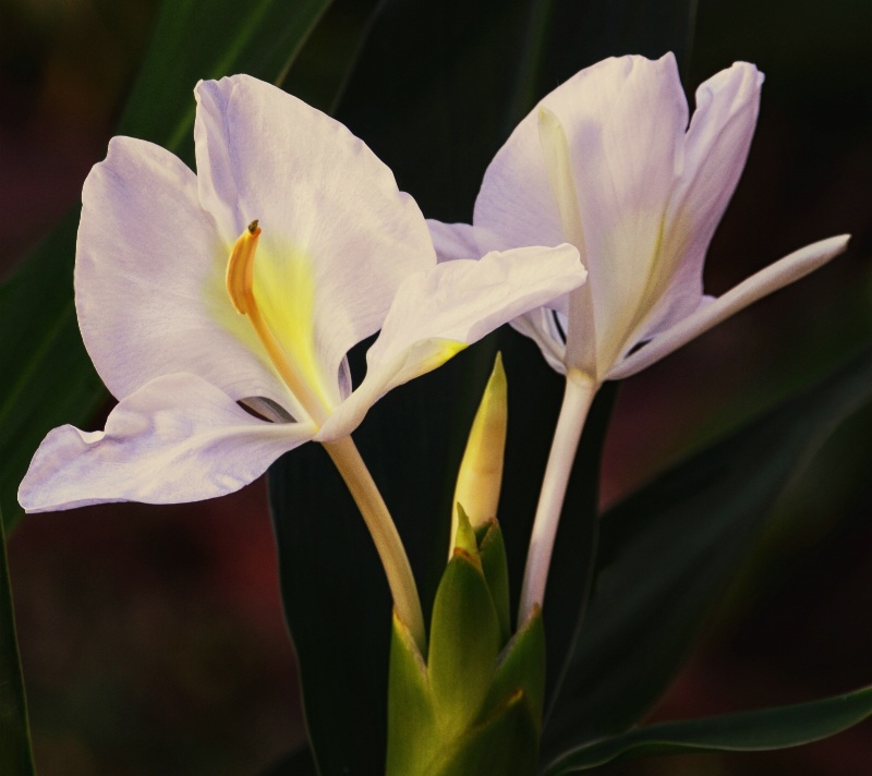 Butterfly Ginger Lily