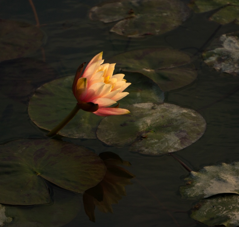 Sunset Lotus