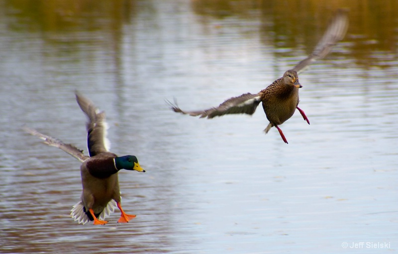 WEEEEEEEEEE!!!!  Ducks in Flight