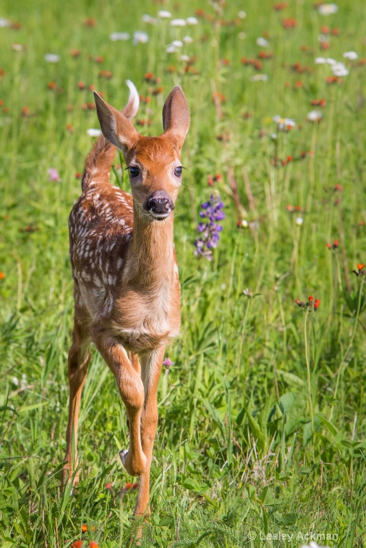 Romp in the Wildflowers