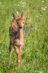 Romp in the Wildf...