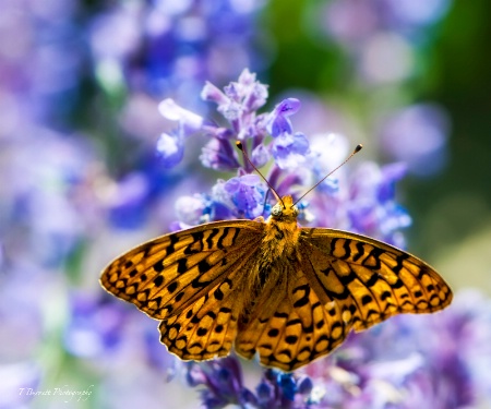 Fritilary