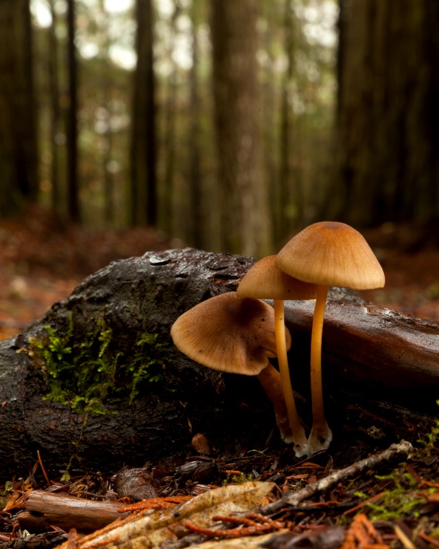 The Forest Floor