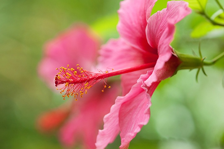 Hibiscus