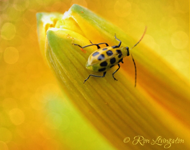 Cucumber Beetle