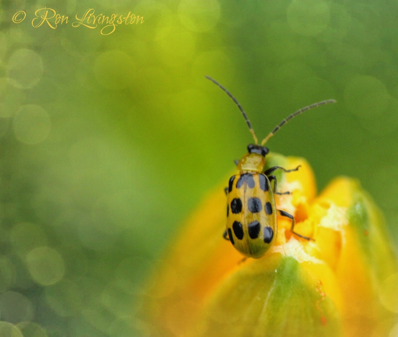 Garden Visitor