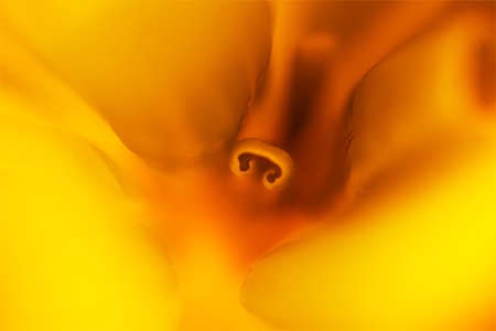 unfolding leaf