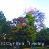 The trees turning colors for autumn