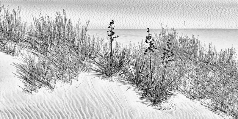 Sand Ripples and Yucca