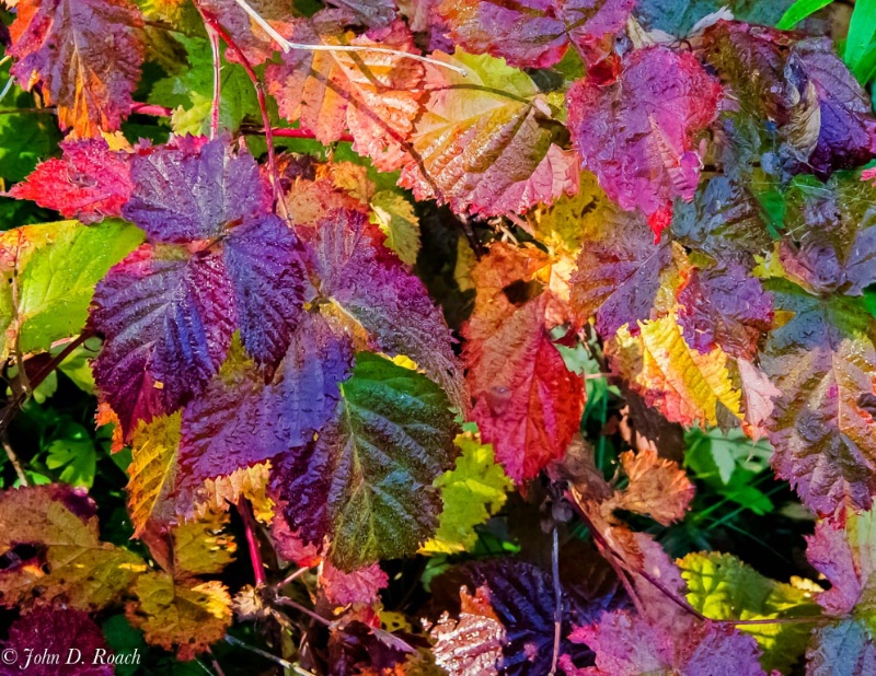 Wet Leaves - ID: 14744203 © John D. Roach