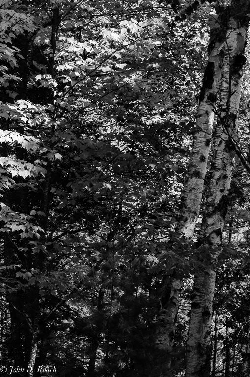 Autumn Woodland in B&W - ID: 14744204 © John D. Roach
