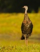 Florida Wild Turk...