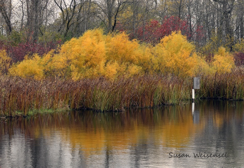 The Pond