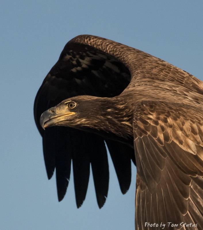 Juvenile Eagle - ID: 14744632 © Thomas A. Statas