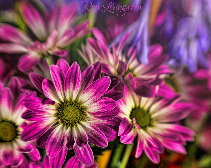 Asters