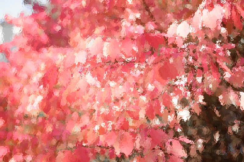 Tree in Pink