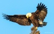 Bald Eagle w/Moss