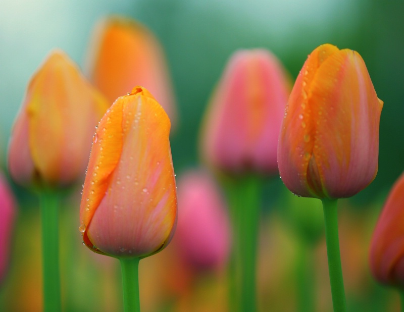 tulips