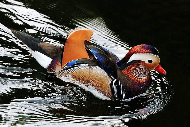 Mandarin Below