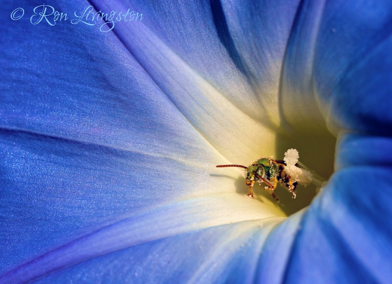 Morning Glory Visitor