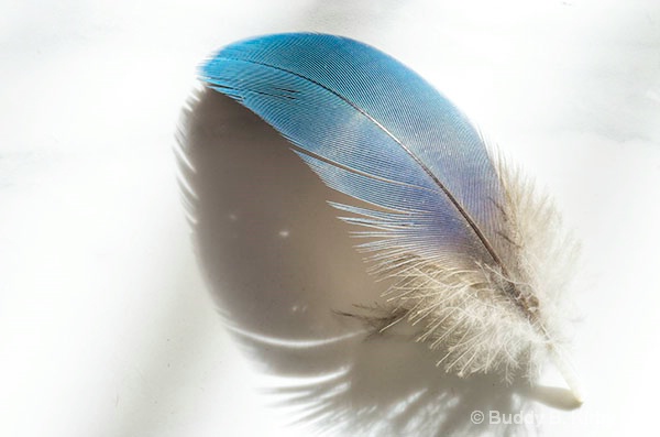 Feather with Shadow
