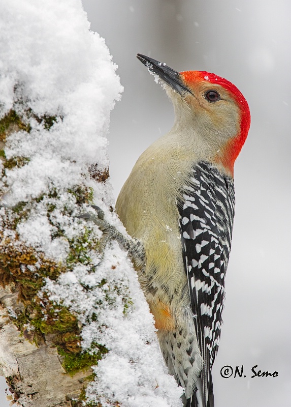 Red-Bellied Woodpecker.