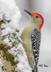 Red-Bellied Woodp...
