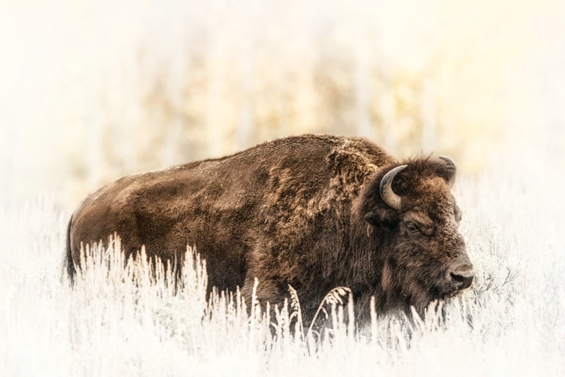Bison - ID: 14752635 © Bill Currier