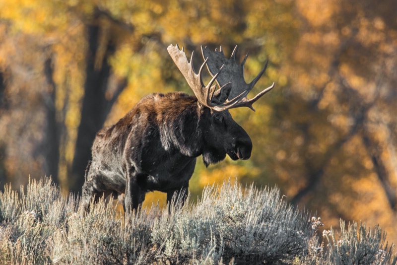 Bull Moose at Gross Ventre - ID: 14752640 © Bill Currier