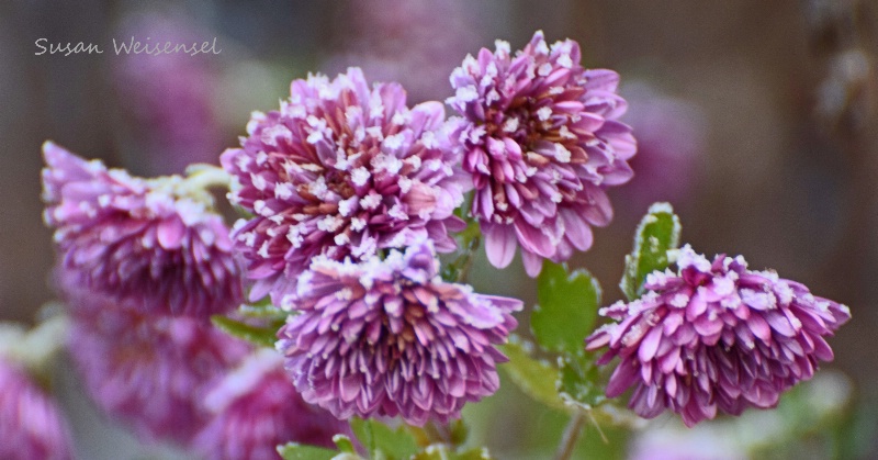 Frosty Flowers